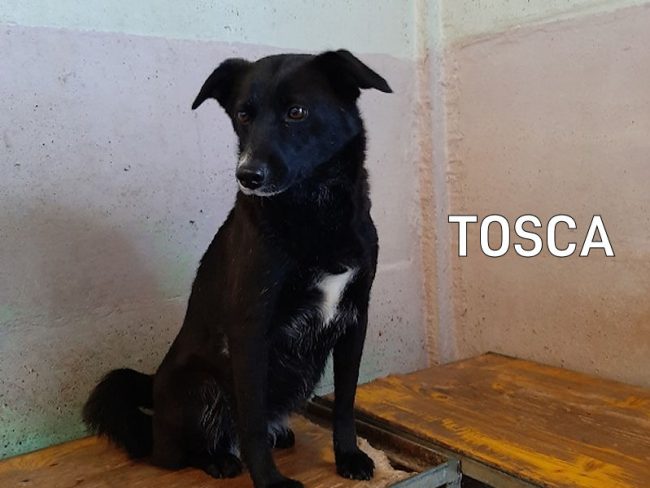 TOSCA4440