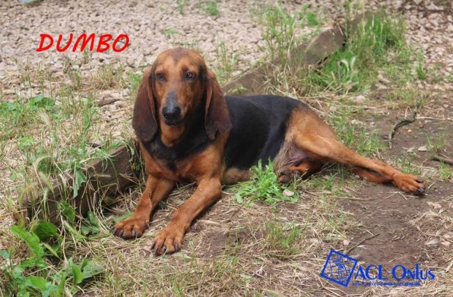 dumbo1