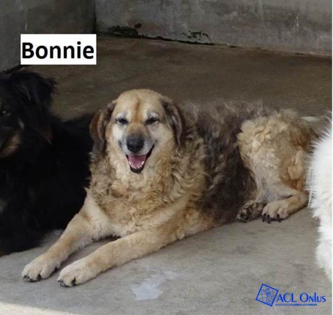 Bonnie logo