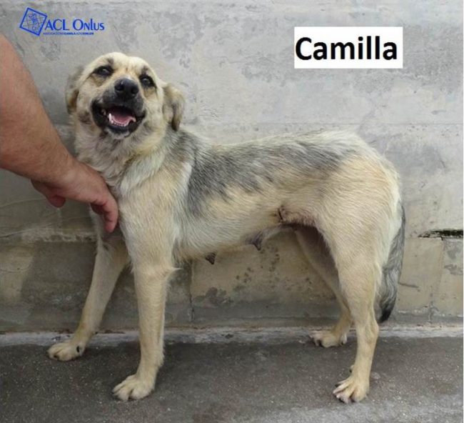 Camilla logo