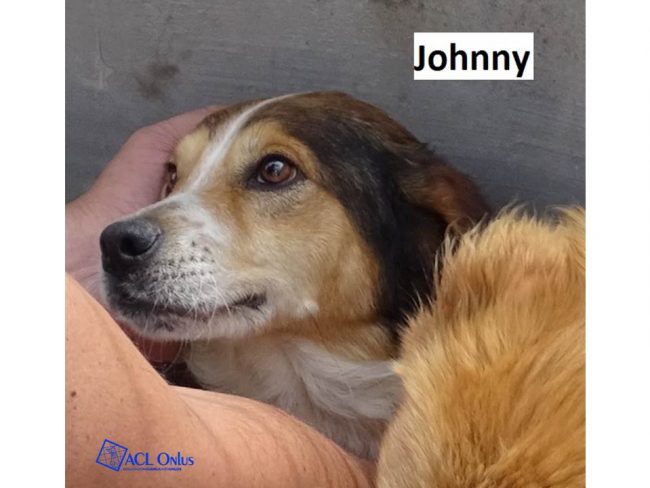 Johnny logo