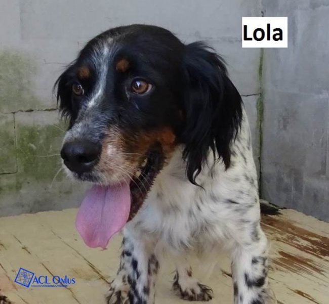 Lola logo