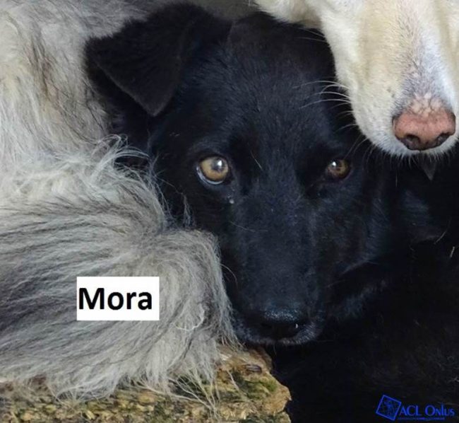 Mora logo