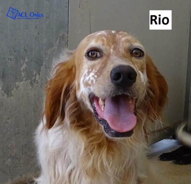 Rio logo