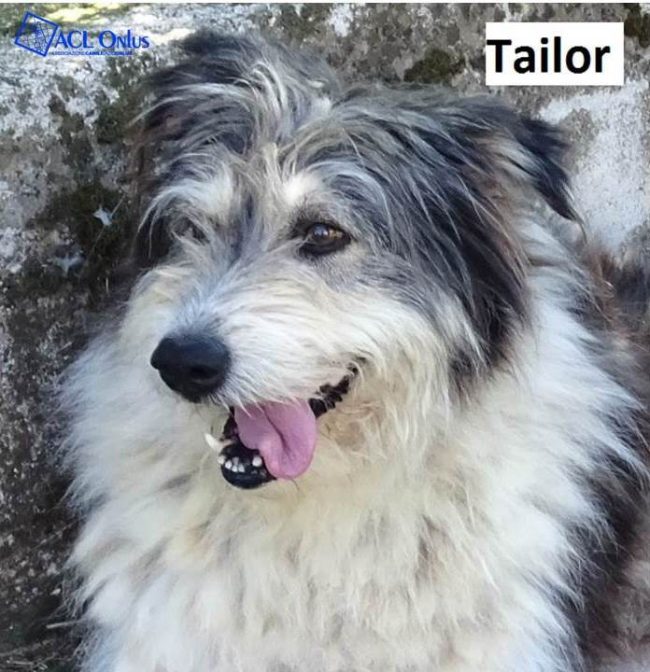 Tailor logo