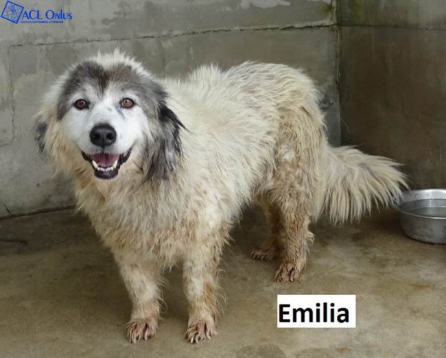 emilia logo