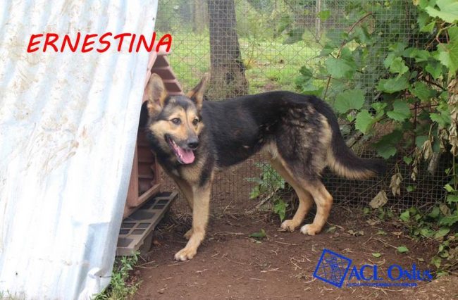 ernestina1