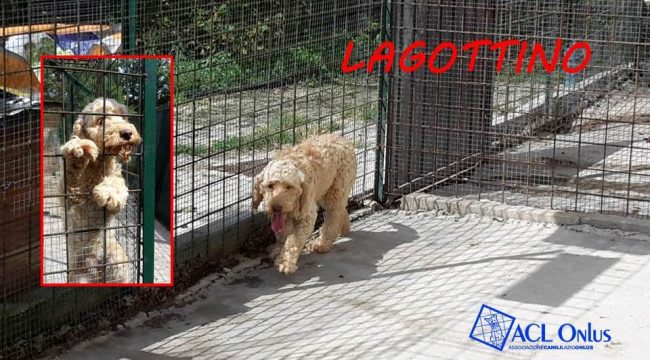 lagottino1