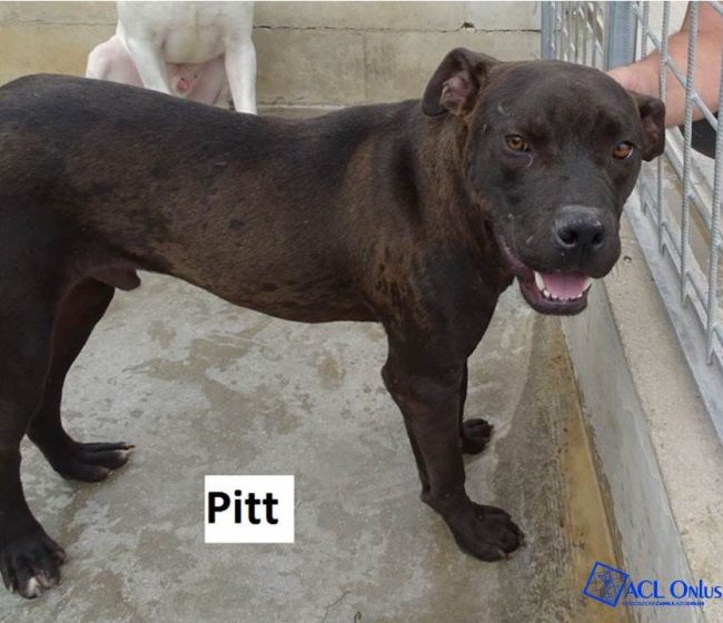 pitt logo