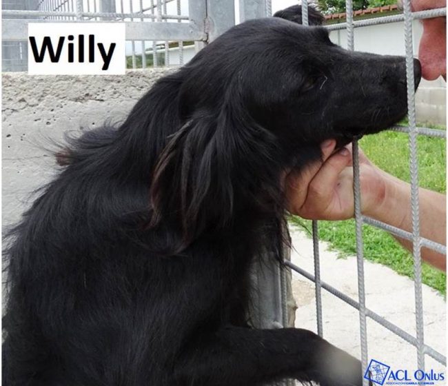 willy logo