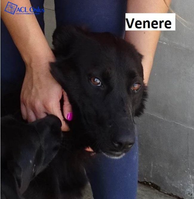 Venere logo