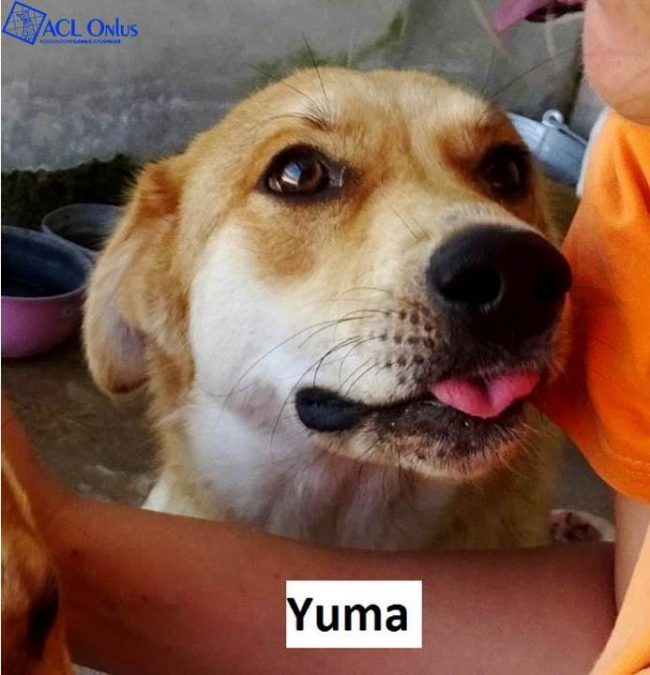 Yuma logo