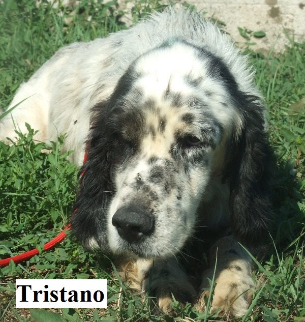 Tristano