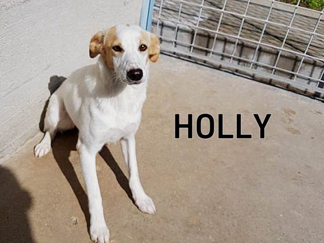 HOLLY-4