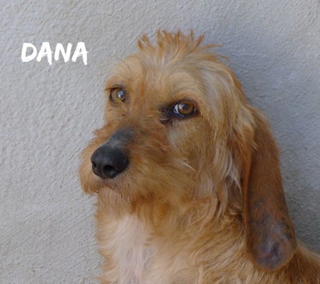 dana-26-aprile-2018-002a