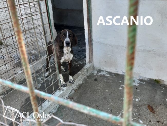 Ascanio