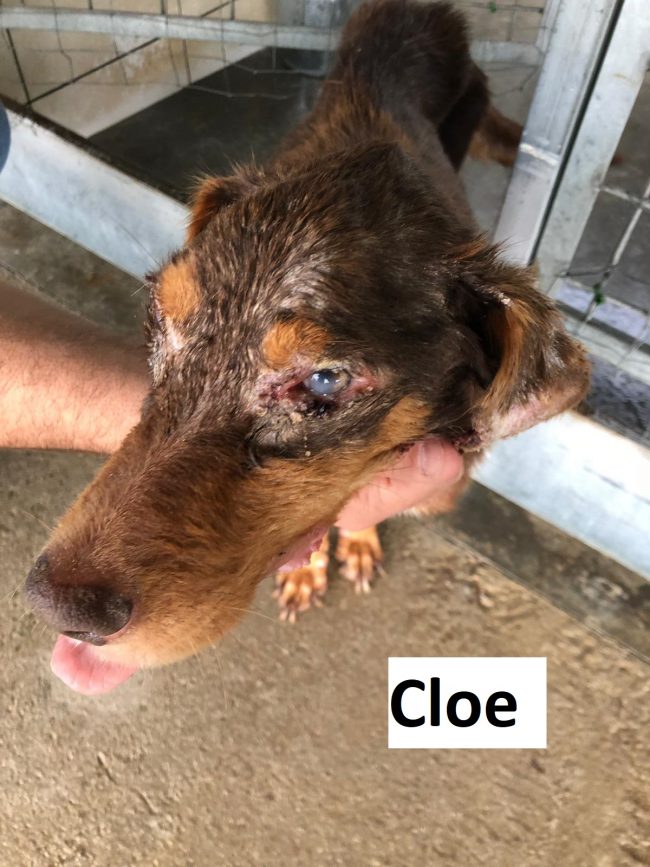 Cloe con nome