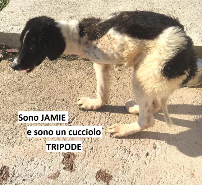 Jamie con nome