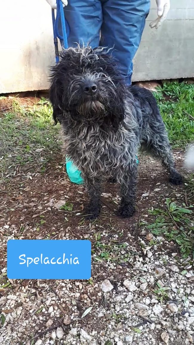 SPELACCHIA