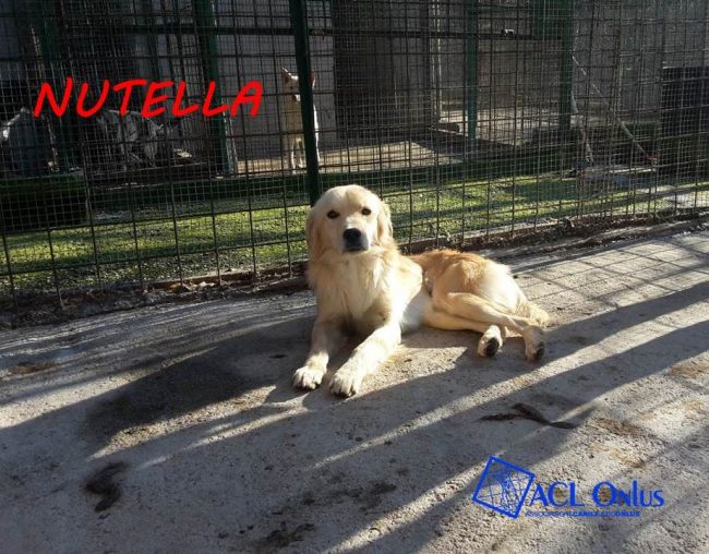 nutella1