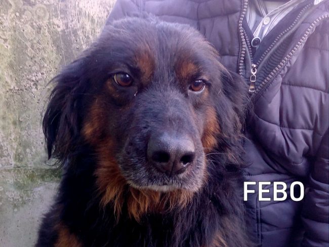 FEBO 01