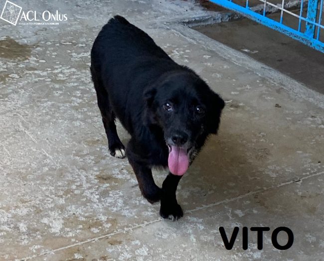 VITO5 (2)