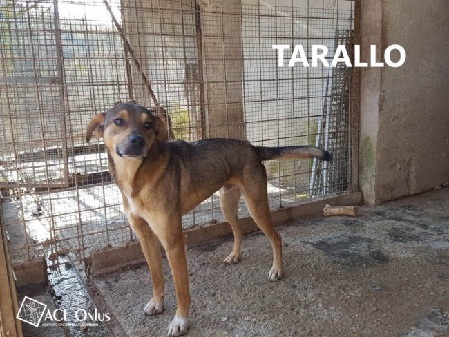 tarallo 1