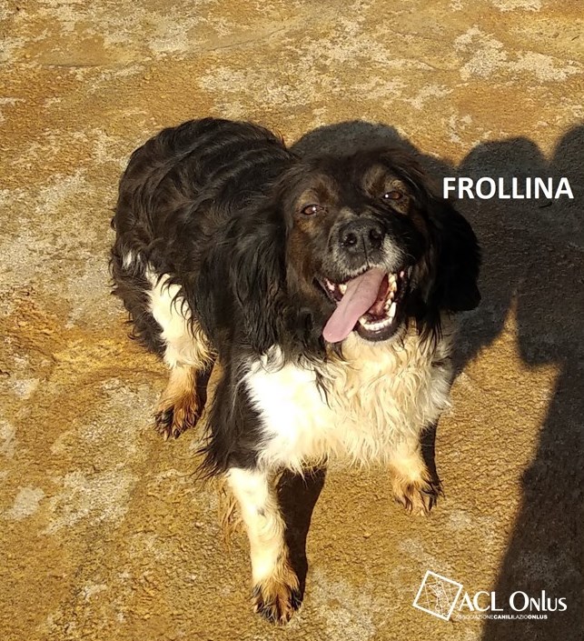 frollina logo