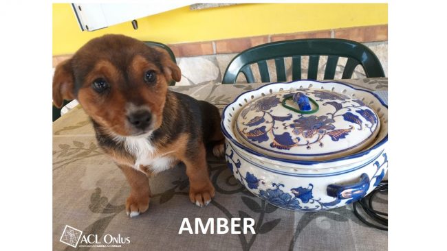 AMBER logo