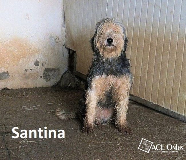 Santina logo