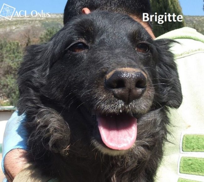 brigitte logo