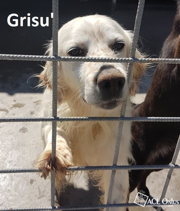 grisu logo