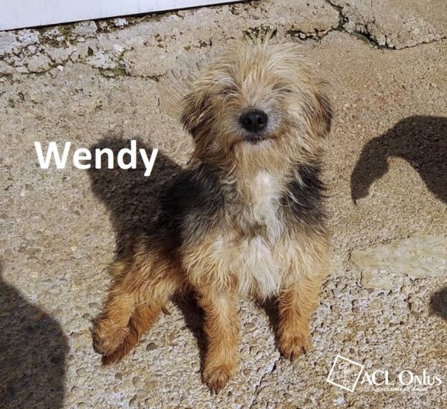 wendy logo