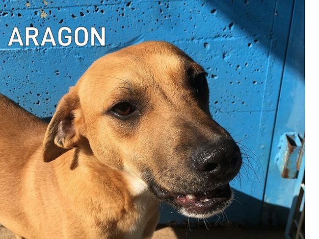 ARAGON 01