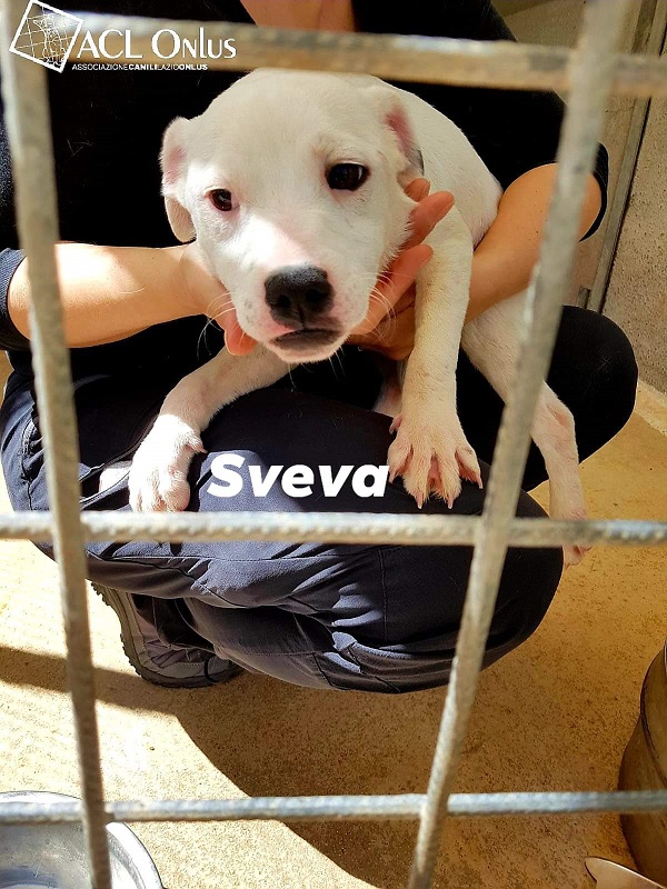 Sveva (5)