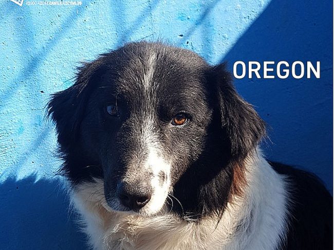 OREGON01