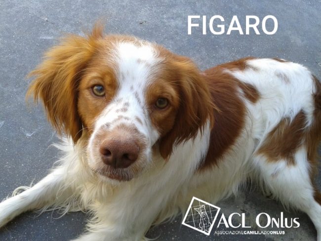 figaro logo