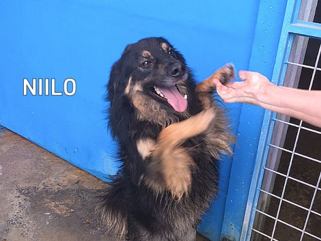 Nilo 07A