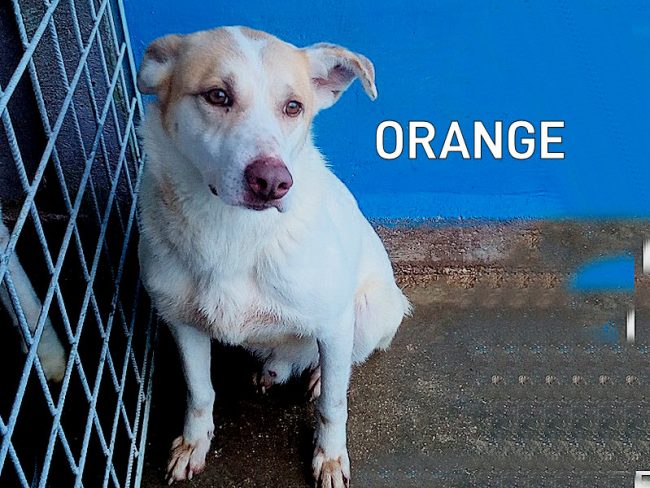 Orange 01