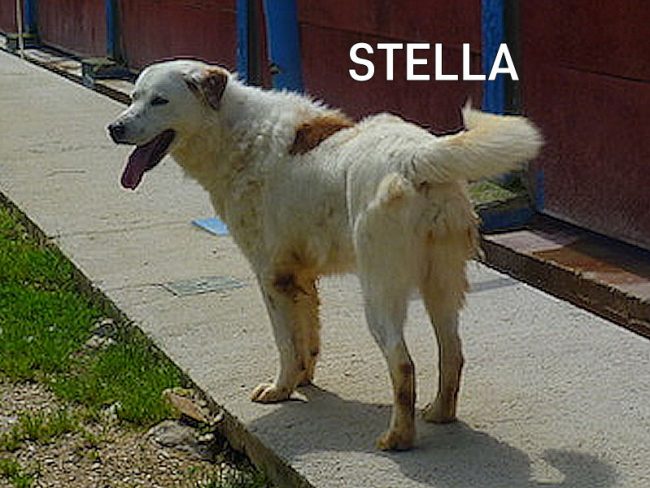 Stella 05a