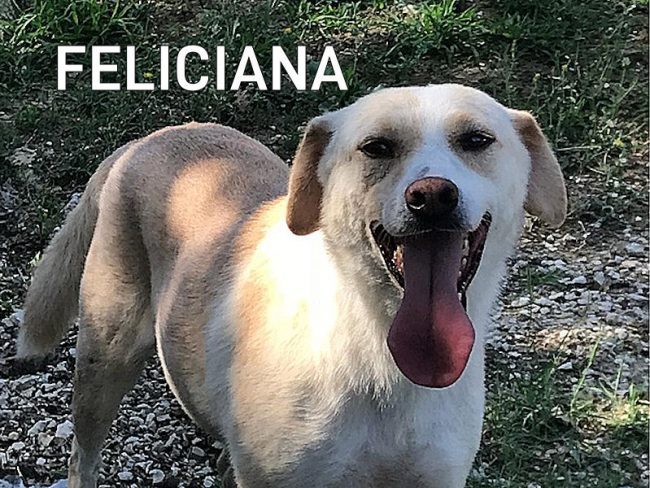 Feliciana 06A