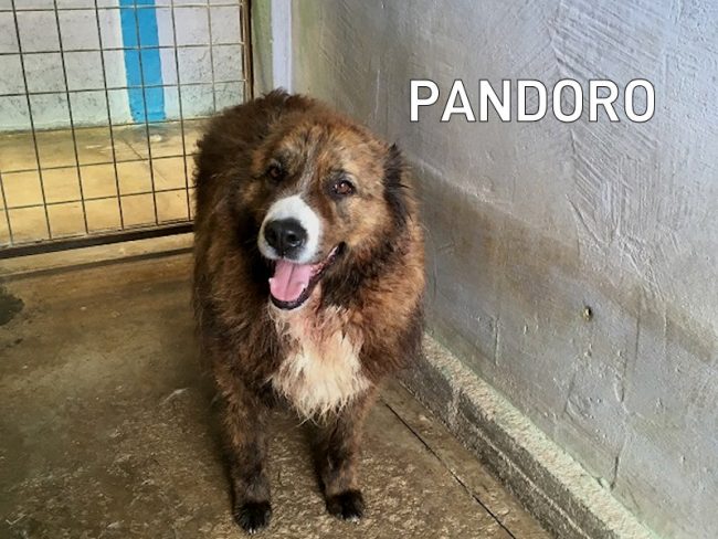 Pandoro 01