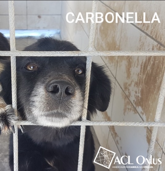 Carbonella logo