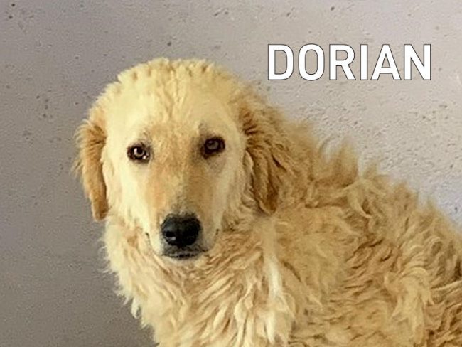 Dorian 06A