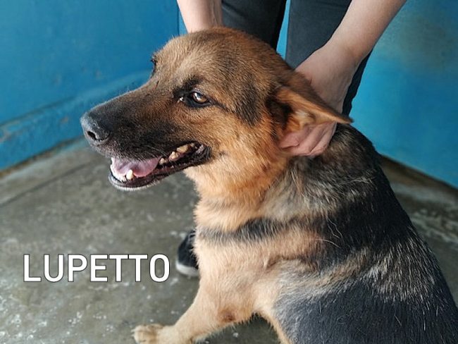 Lupetto 04A