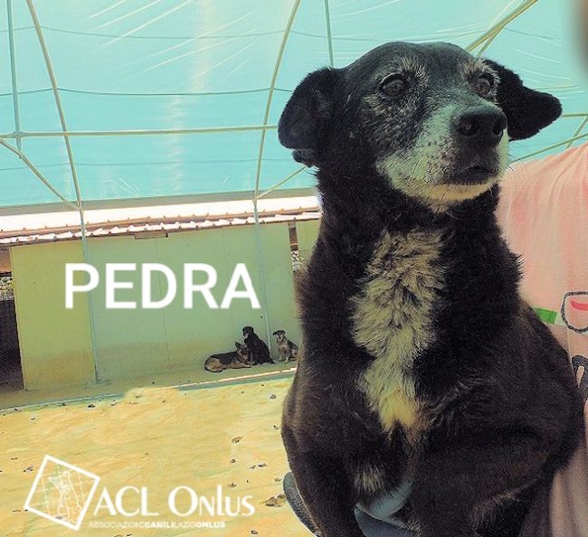 pedra logo