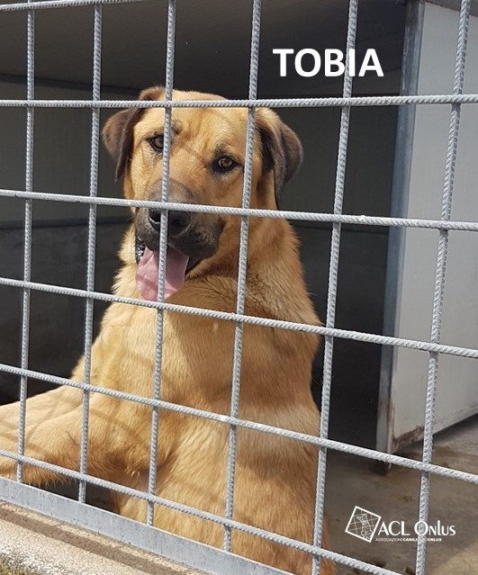 tobia logo