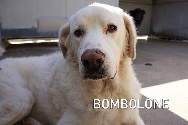 BOMBOLONE.1A