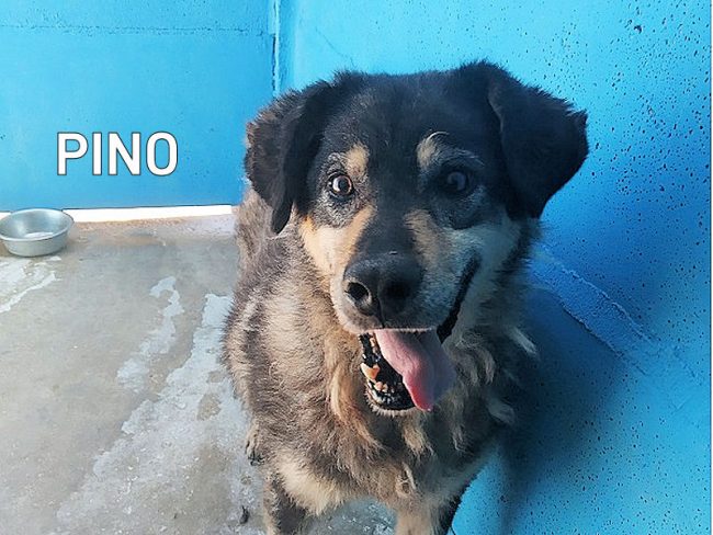 PINO 00.
