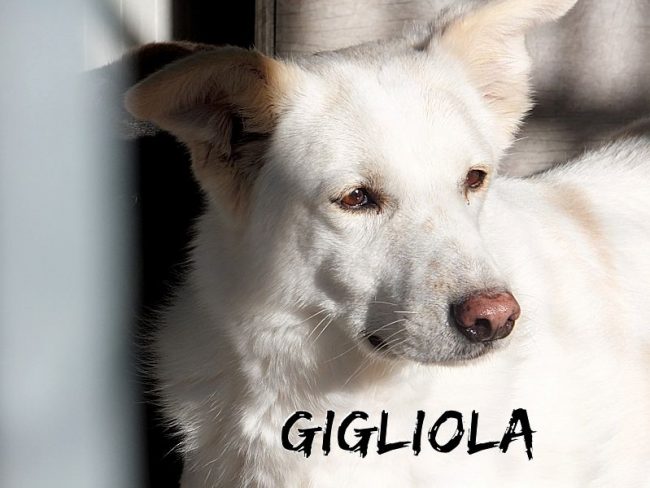 21 gennaio 2017 147